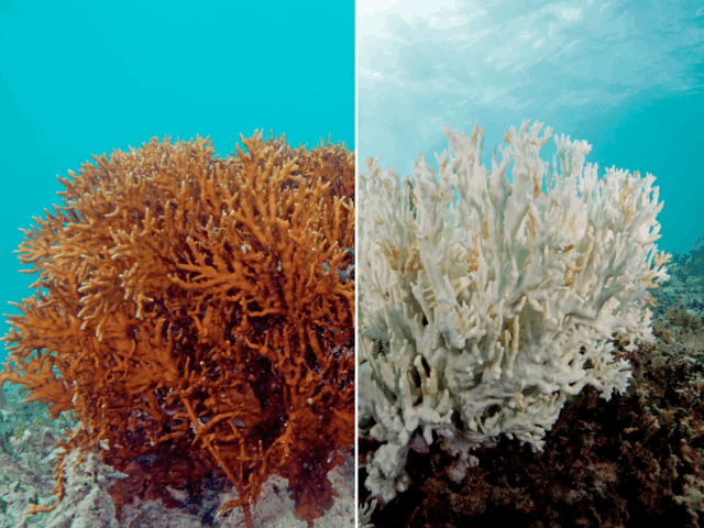 BLEACHED BUT NOT BEATEN: HOPE FOR CORAL REEFS